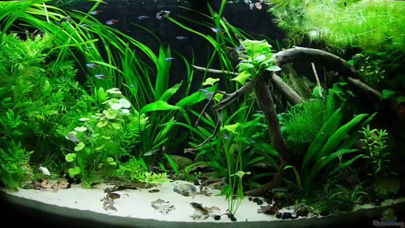 Dezember 2011- mit Fadenalgen, aber trotzdem hübsch :-) von Denise83 (4)