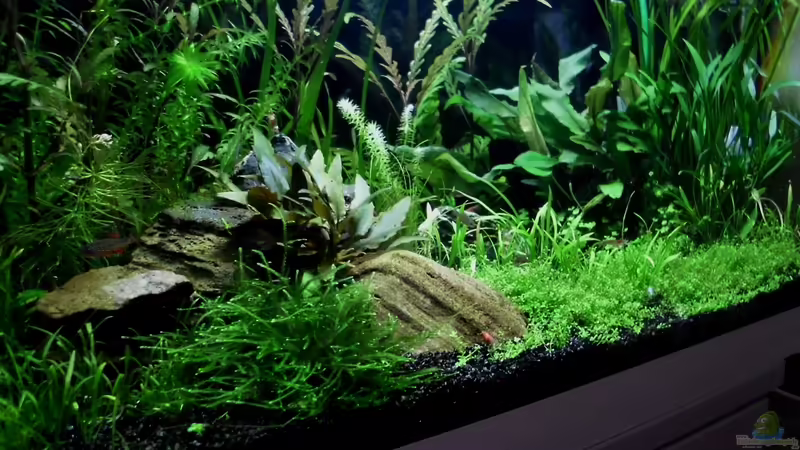 Dezember 2011 von die Perle... (4)