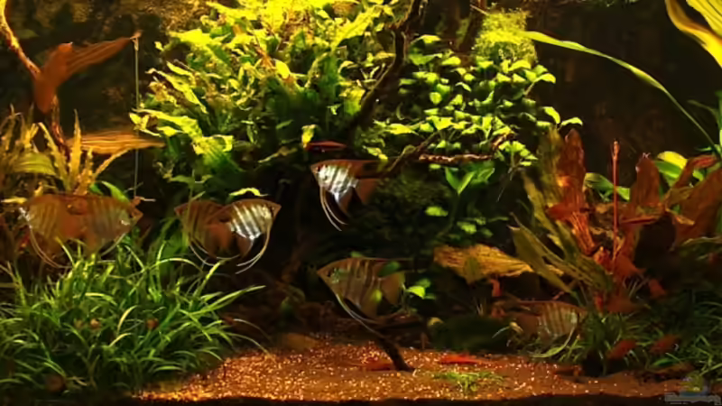 Dezember 2011 von diveman (9)