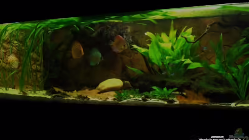 Dezember 2011 von PH Neutral (11)