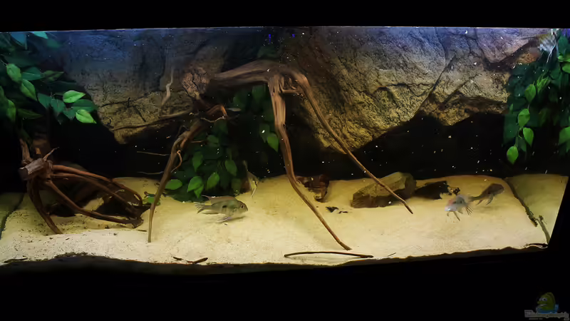 Dezember 2012 von AmazonasFelix (1)