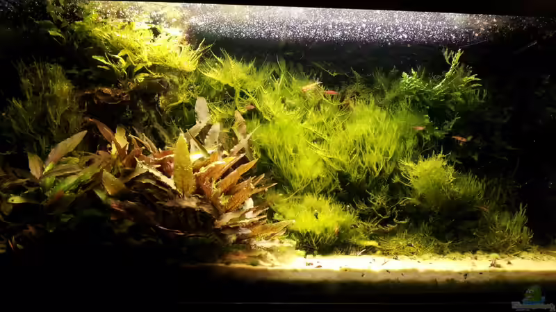 Dezember 2012 von basetim (17)