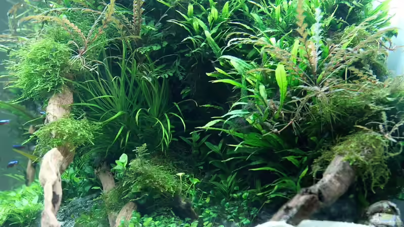 Dezember 2012 von disco-d (19)