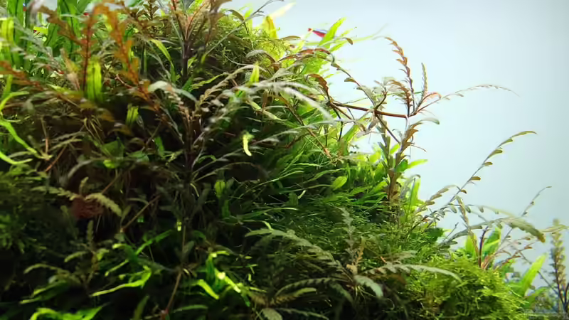 Dezember 2012 von disco-d (20)