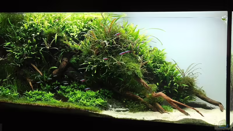 Dezember 2012 von disco-d (4)