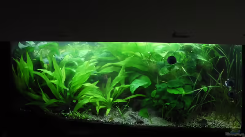 Dezember 2014 - Mittlerweile ist das Becken trotz starkem Pflanzenrückschnitt echt von DasJin (4)