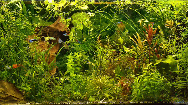 Dezember 2014 von hotwheelz (6)