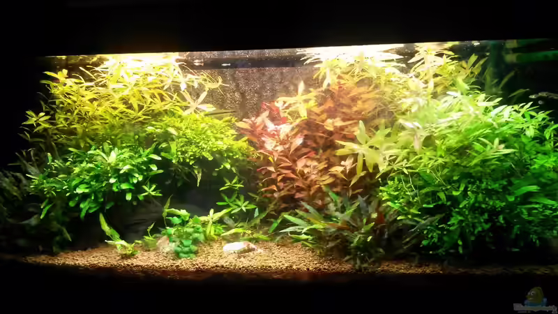 Dezember 2015 von Ferbi (22)