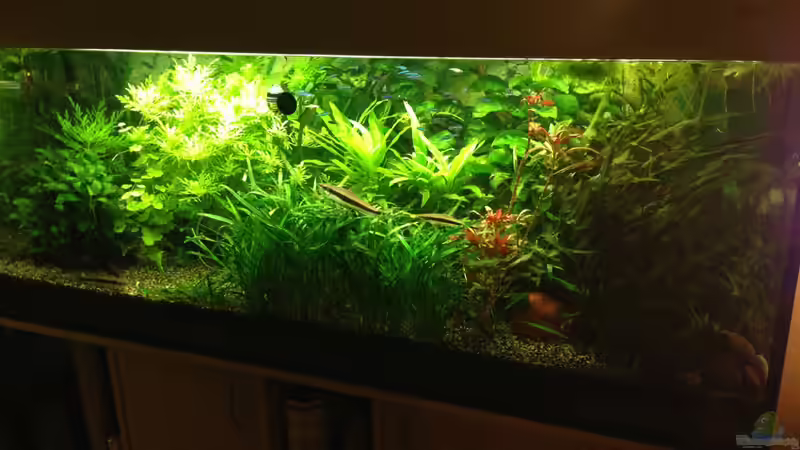 Dezember 2015 von Momo-kocht (2)