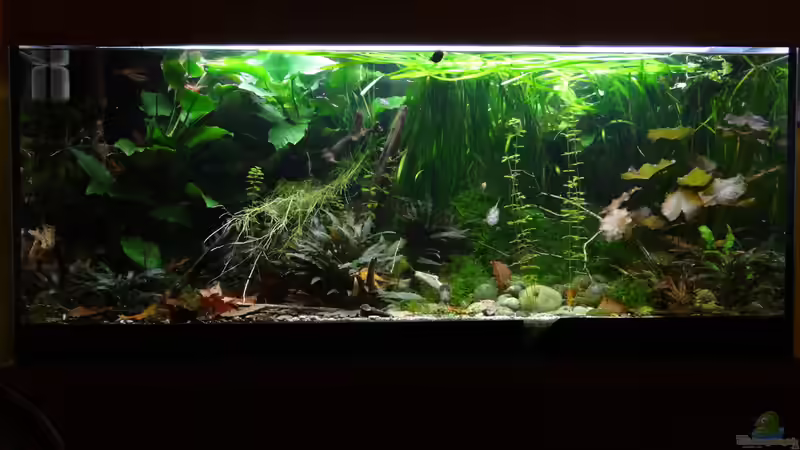 Dezember 2015 von paris (6)