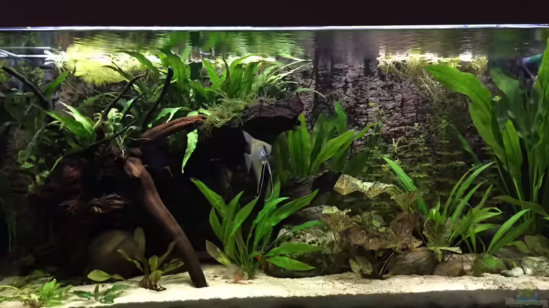 Dezember 2016 von Fäbi_CH (6)