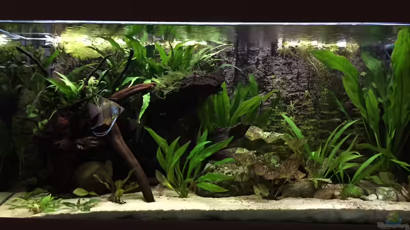 Dezember 2016 von Fäbi_CH (7)