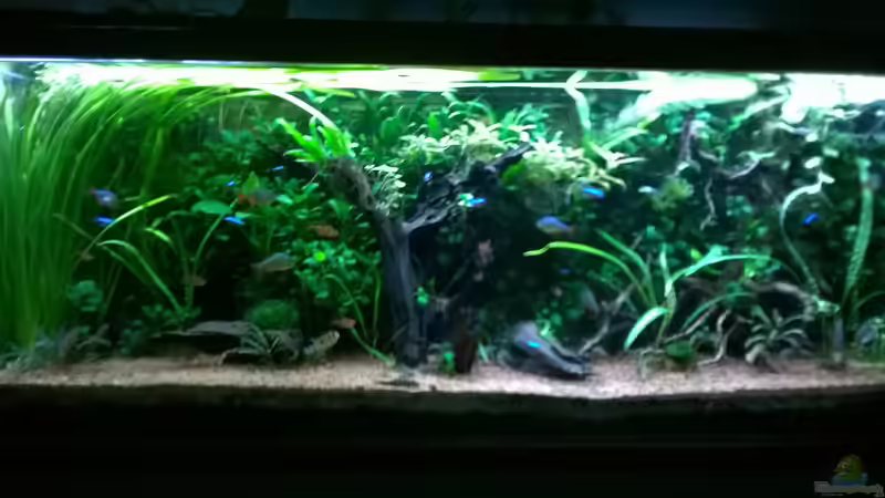 Dezember 2016 von Steven Müller (16)