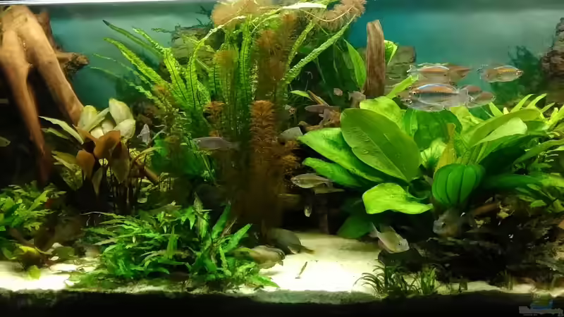 Dezember 2017 von Grünhexe (48)