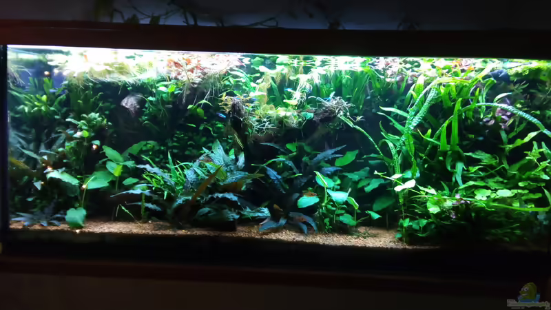 Dezember 2017 von Steven Müller (20)