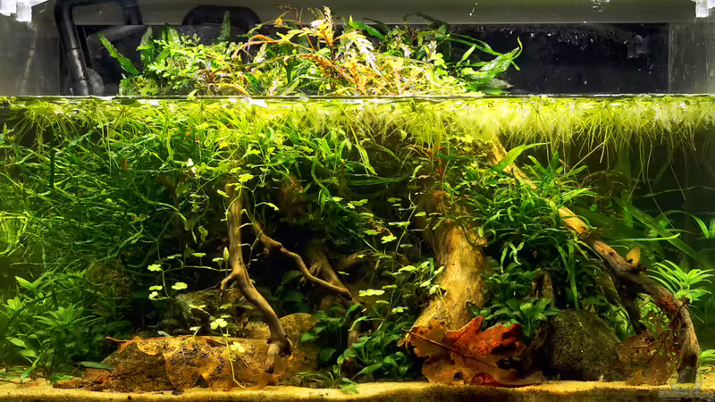 Dezember 2018 von Micha... (13)