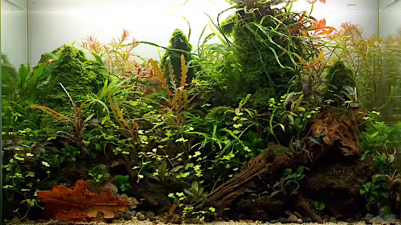 Dezember 2018 von Micha... (17)