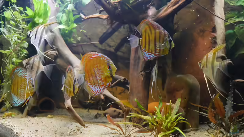 Dezember 2019 - grüne Diskus und St. Isabel Skalare von ravaka (9)