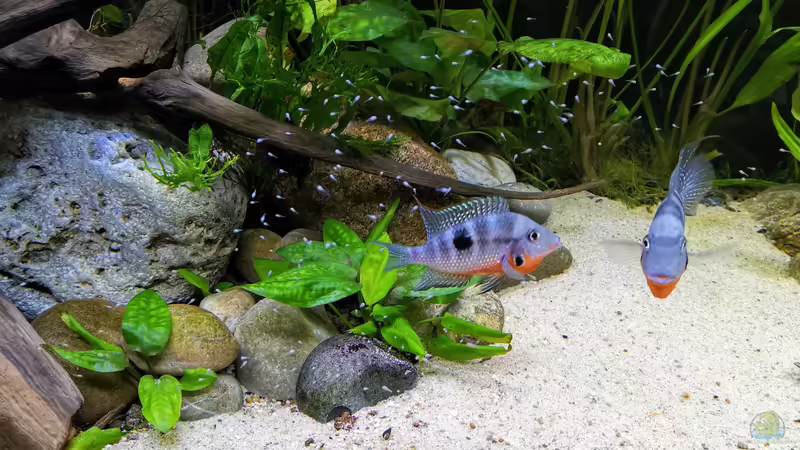 Dezember 2020 von ~Marco~ (60)