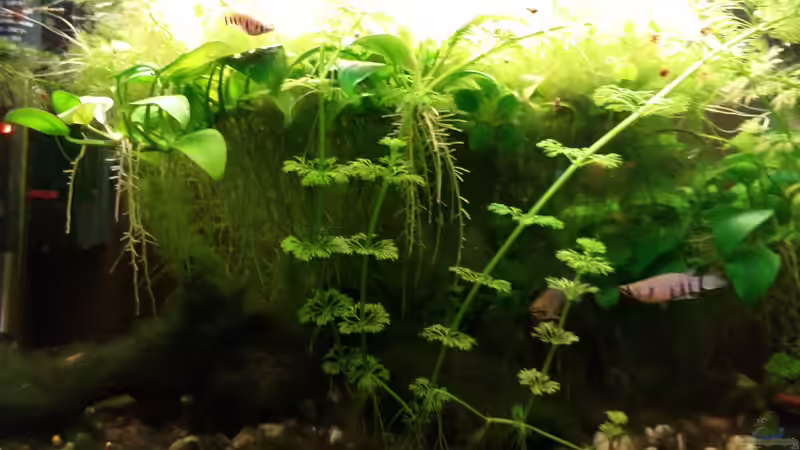 Dezember 2022 von Roland Saager (2)