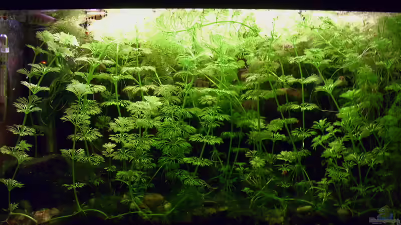 Dezember 2025 - Momentan hat Limnophila die Oberhand ... von Roland Saager (4)