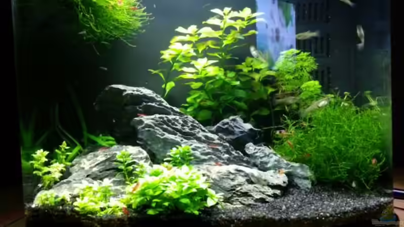 Dezember mit weniger Pflanzen von Na Dine (2)