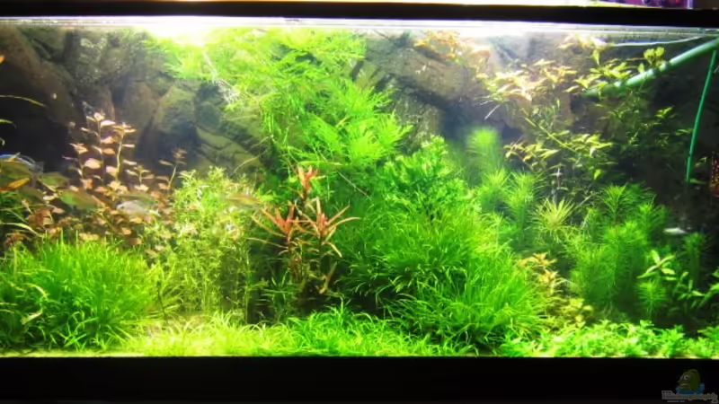 Dezember von furt (6)