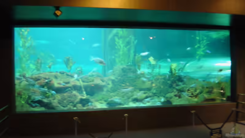 DGUV-Prüfung auch für Aquarien in Unternehmen