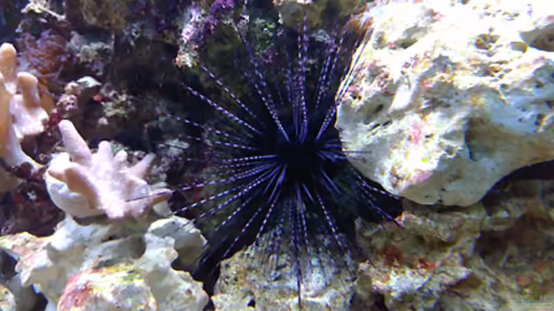 Diadema setosum von becki2 (14)