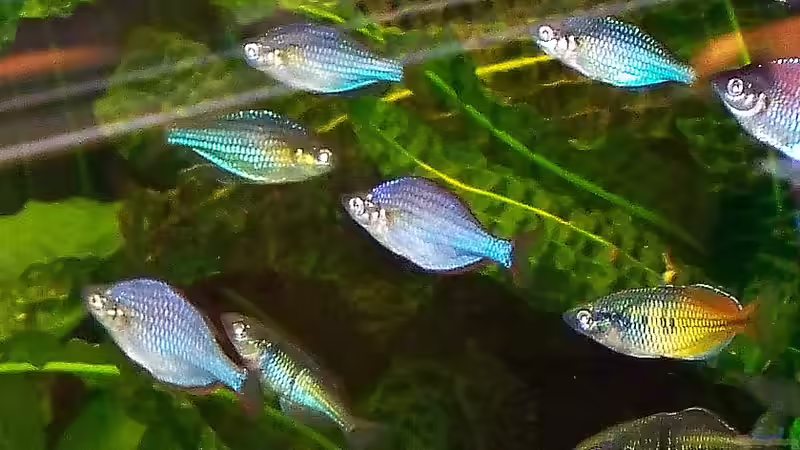 Diamant - Regenbogenfisch von Peter Walenciak (45)