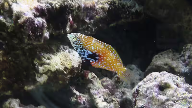 Diamant Lippfisch - Makropharyngodon bipartit von Truthahnmann (94)