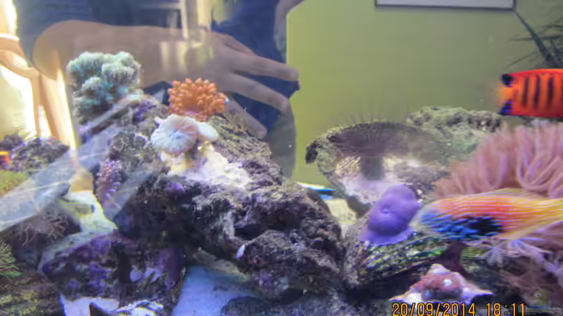 Diamant Lippfisch ,Flammen Zwergkaiser Fisch von lippfisch (54)