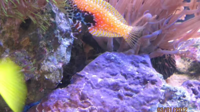 Diamant Lippfisch von lippfisch (3)