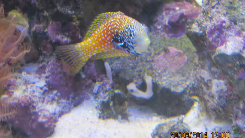 Diamant Lippfisch von lippfisch (31)