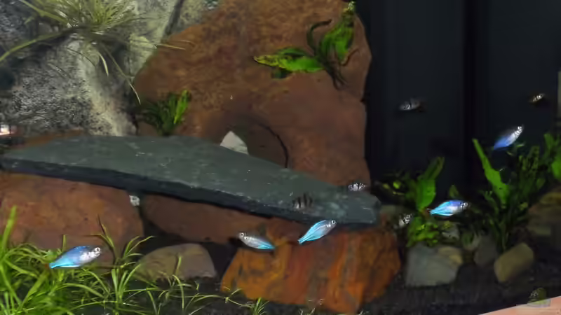 Diamant und Fünfgürtel (Blitzlicht) von Uwe M. (28)