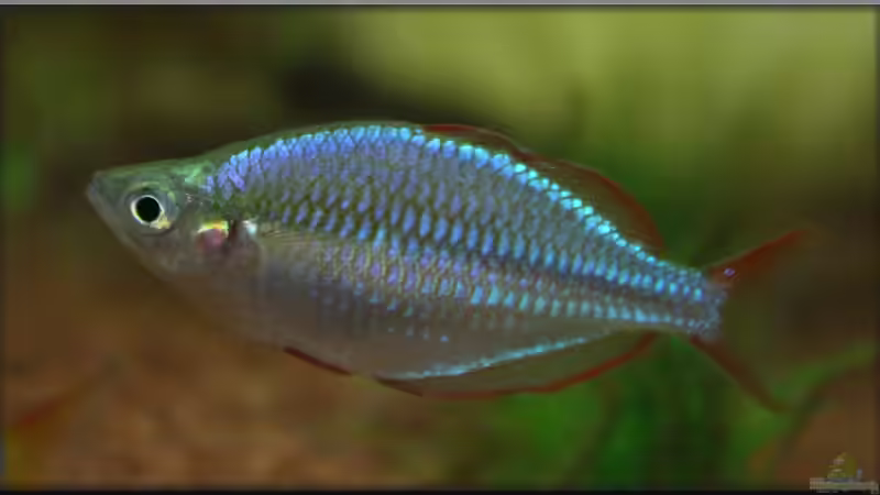 Diamanten aus Indonesien, der Melanotaenia praecox !