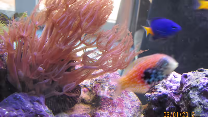 Diamantfisch mit Straussenbäumchen Xenia von lippfisch (21)