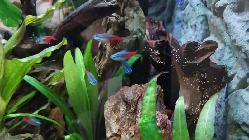 Diamantkopfsalmler von Alex-ius (7)