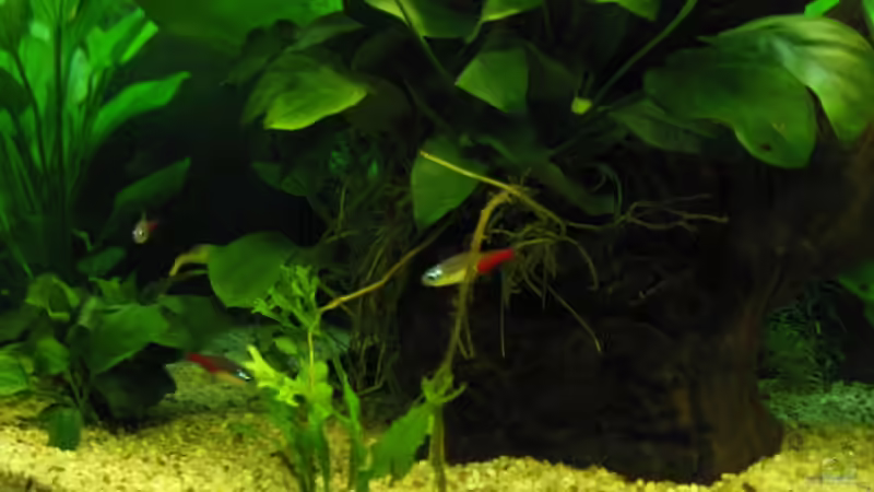 Diamantneons von aquatommy (24)