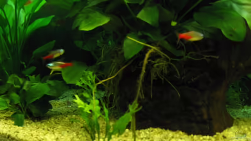 Diamantneons von aquatommy (25)