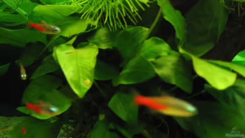 Diamantneons von aquatommy (27)