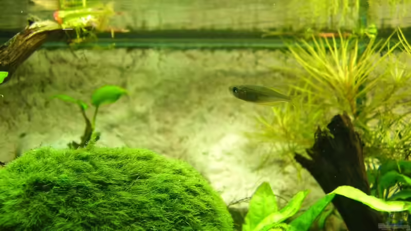 Diamantregenbogenfisch ´Baby´ ca. 1cm gross von Wels-fan (58)