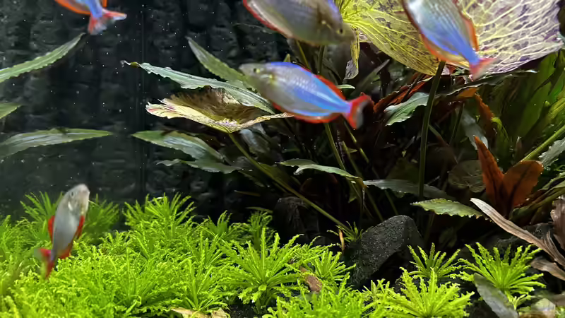 Diamantregenbogenfisch Melanotaenia praecox von Thilo (35)