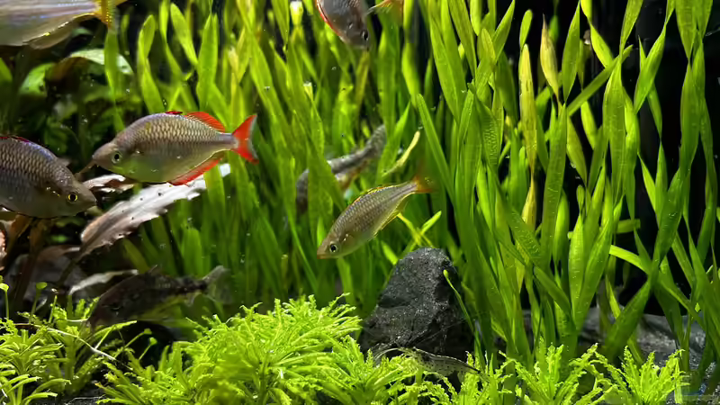 Einrichtungsbeispiele mit Zwerg-Neon-Regenbogenfischen (Melanotaenia praecox)