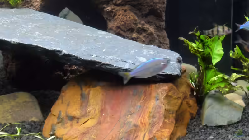 Diamantregenbogenfisch von Uwe M. (27)