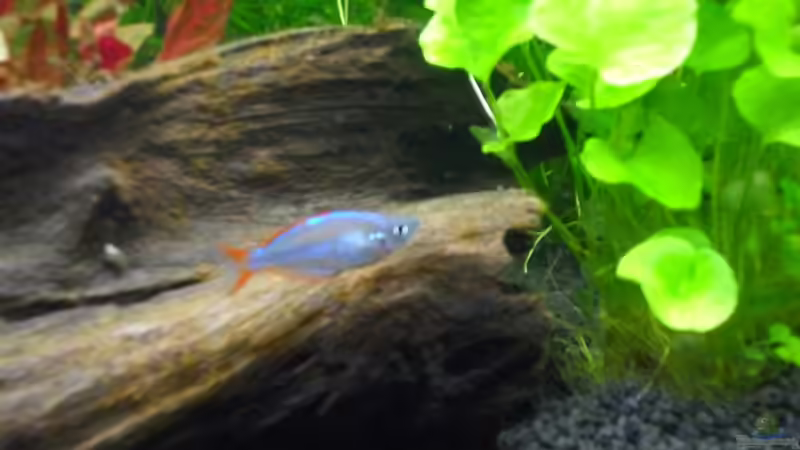 Diamantregenbogenfisch von Uwe M. (29)