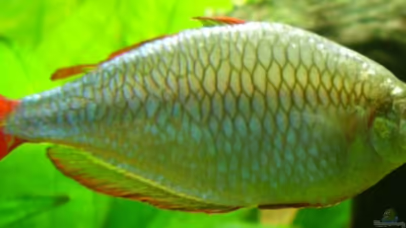 Diamantregenbogenfisch von Wels-fan (50)