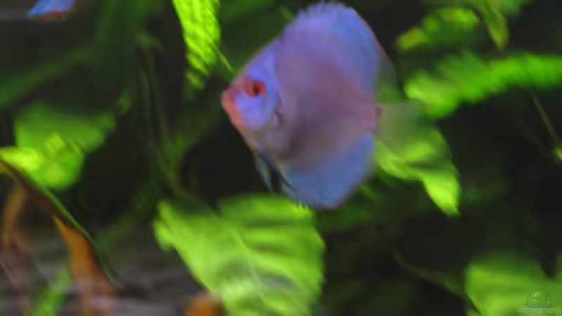 Diamond BlueI von Korbi (42)