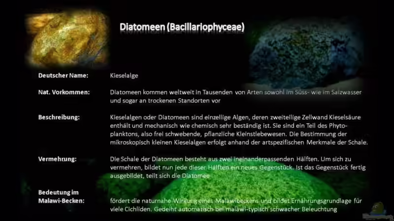 Diatomeen (Kieselalge) von -Markus- (5)
