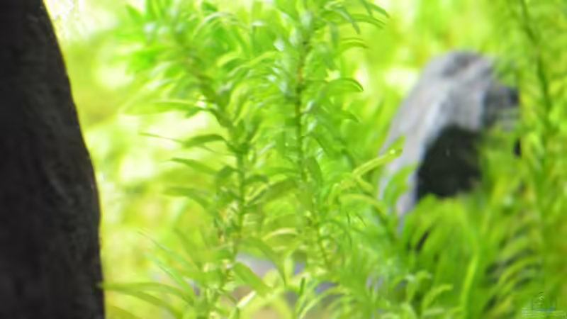 dichtblättrige Wasserpest als Randbepflanzung von gefjon (10)